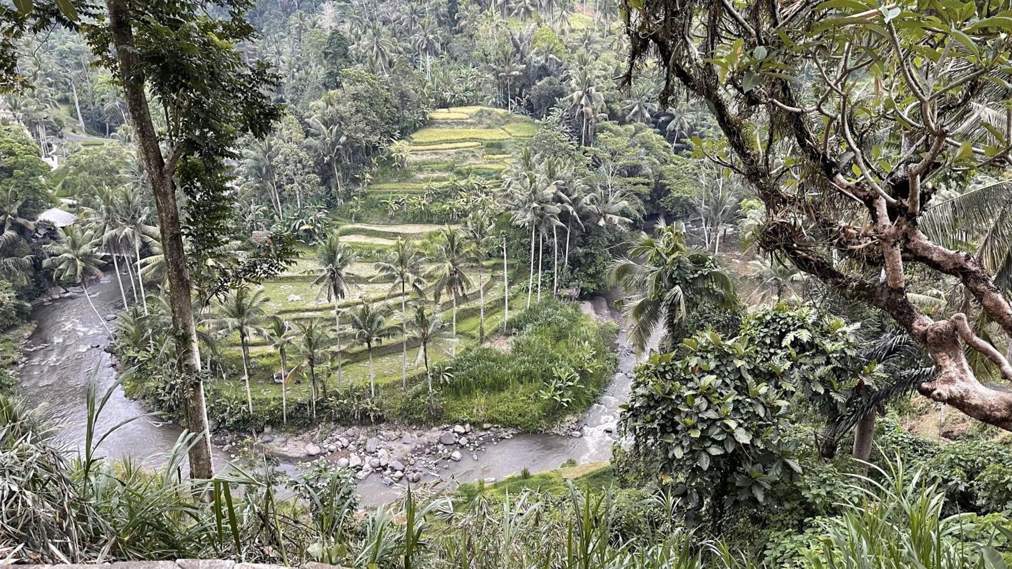 ウブド Bali Maison Bed & Breakfast エクステリア 写真